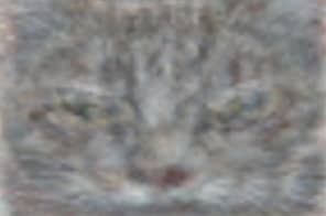 Plato Ideal of a Cat