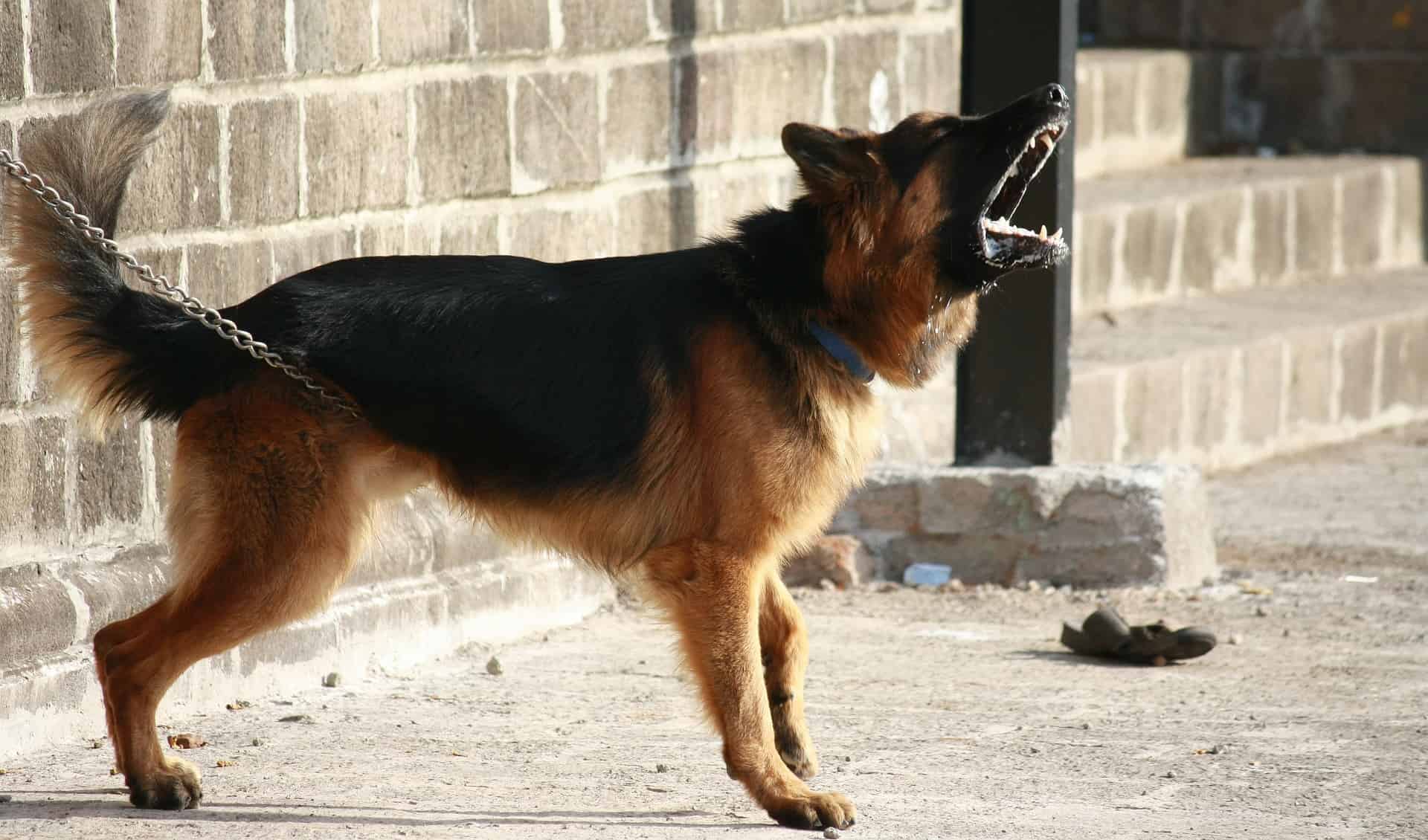 Noise Pollution - Dog Barking